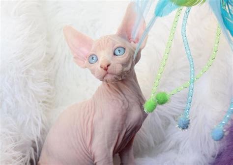 Hi! My name is Shannon and I am looking to adopt or <b>rescue</b> a <b>sphynx</b>. . Sphynx rescue illinois